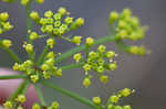 Nuttall's prairie parsley